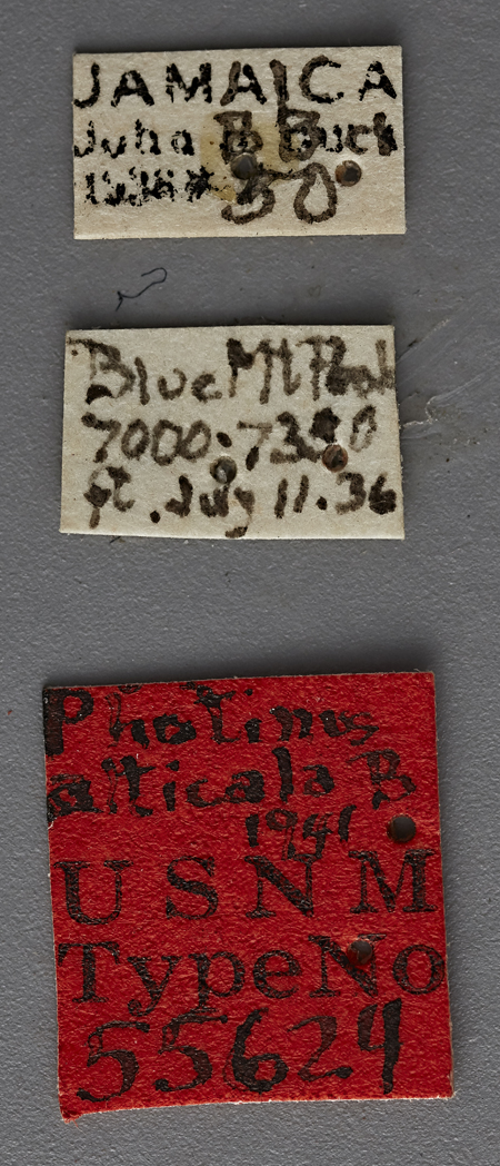 Photinus_alticola_holotype_label.jpg