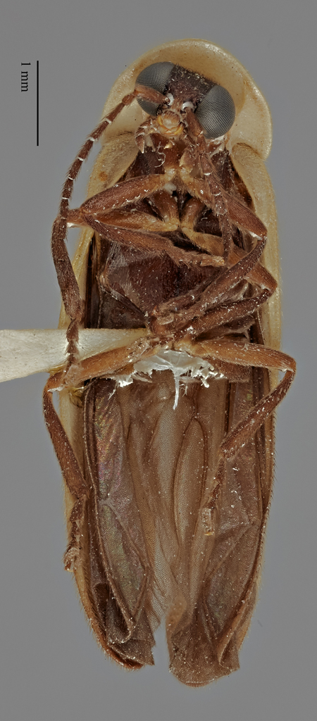 Photinus_alticola_holotype_ventral.jpg