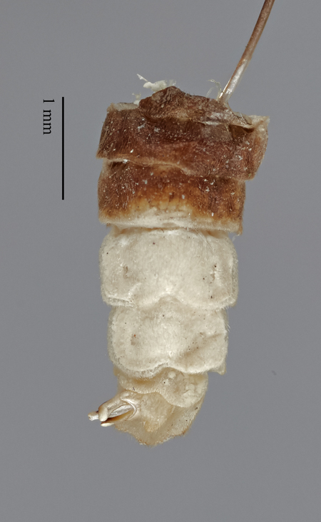 Photinus_alticola_holotype_ventral2.jpg