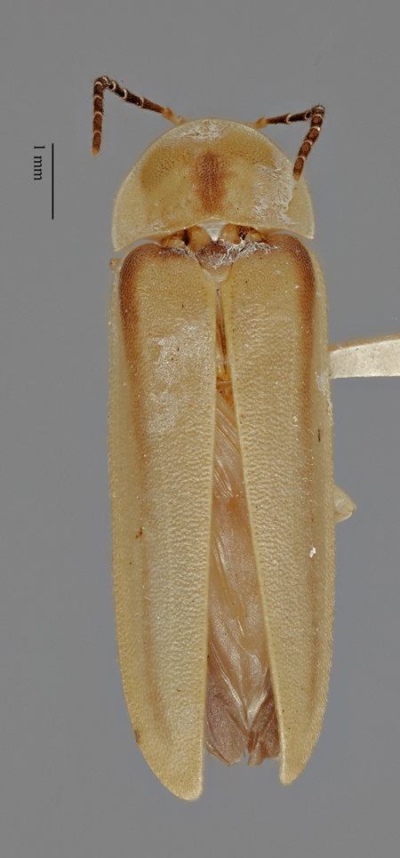 Photinus_blackwelderi_holotype_dorsal.jpg