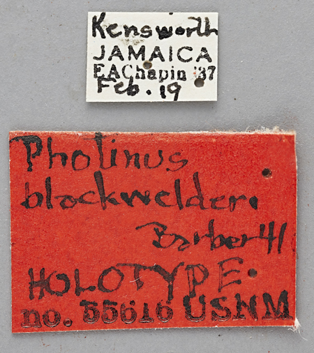 Photinus_blackwelderi_holotype_labels.jpg