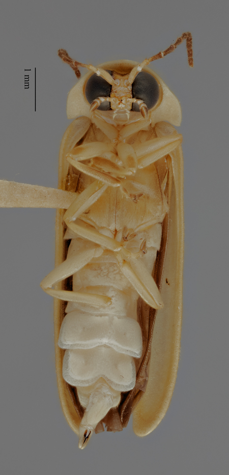 Photinus_blackwelderi_holotype_ventral.jpg