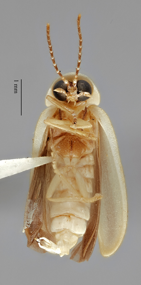 Photinus_chapini_holotype_dorsal.jpg