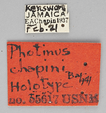 Photinus_chapini_holotype_labels.jpg