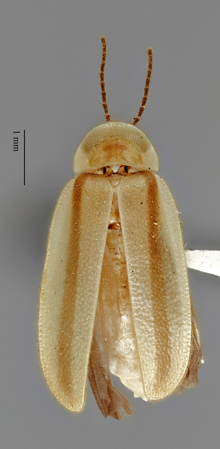 Photinus_chapini_holotype_ventral.jpg