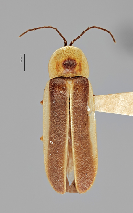 Photinus_elisabethae_holotype_dorsal.jpg