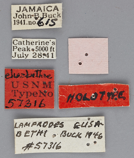 Photinus_elisabethae_holotype_labels.jpg