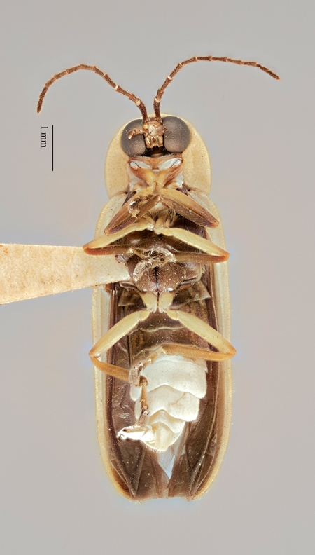 Photinus_elisabethae_holotype_ventral.jpg