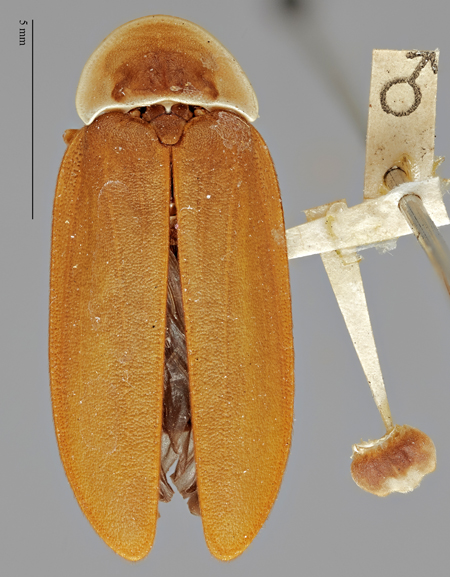 Photinus_euphotus_holotype_dorsal.jpg