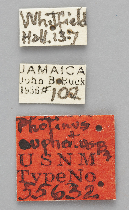 Photinus_euphotus_holotype_labels.jpg