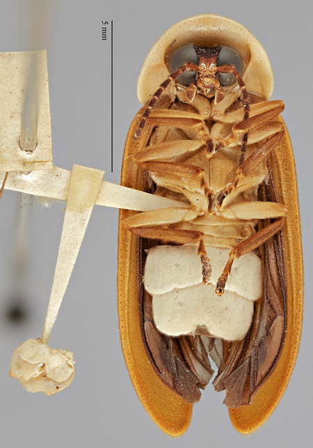 Photinus_euphotus_holotype_ventral.jpg