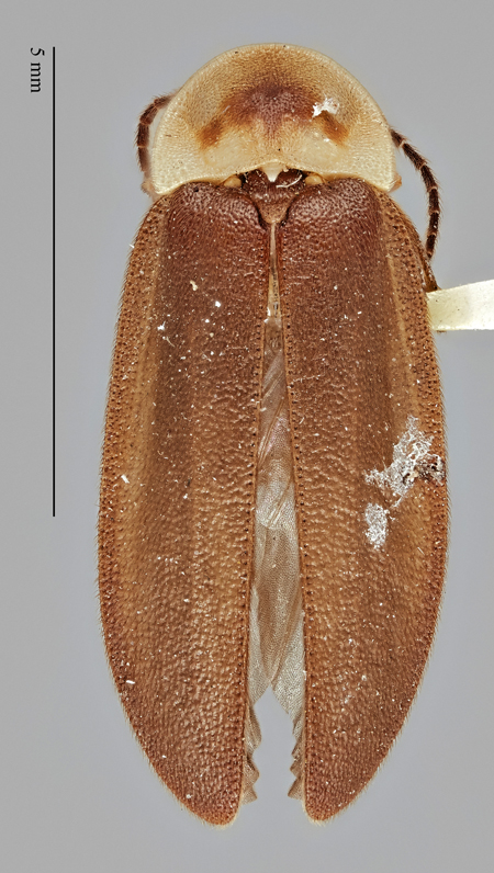 Photinus_evanescens_dubius_holotype_dorsal.jpg