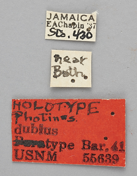 Photinus_evanescens_dubius_holotype_labels.jpg