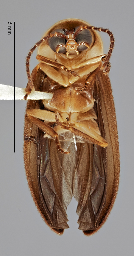 Photinus_evanescens_dubius_holotype_ventral1.jpg