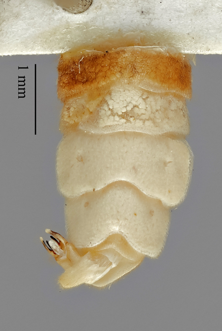 Photinus_evanescens_dubius_holotype_ventral2.jpg