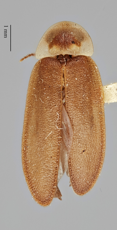 Photinus_evanescens_evanescens_holotype_dorsal.jpg