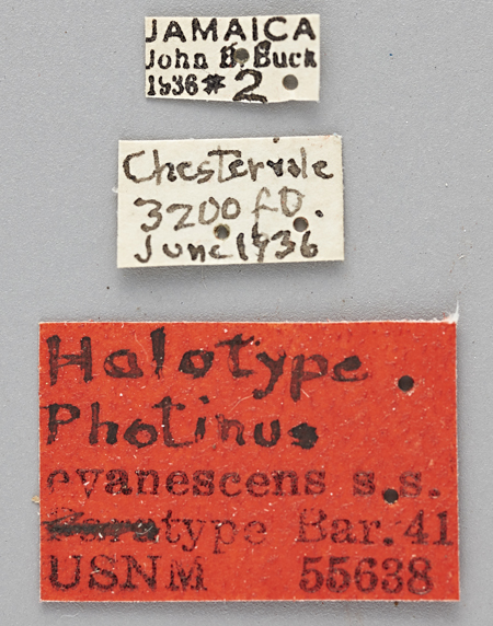 Photinus_evanescens_evanescens_holotype_labels.jpg