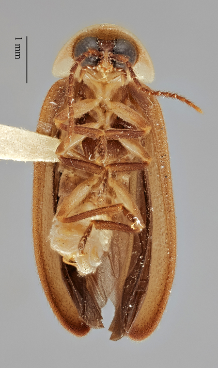 Photinus_evanescens_evanescens_holotype_ventral.jpg