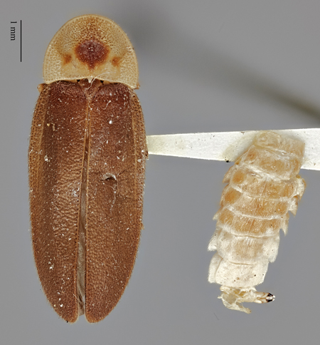 Photinus_evanescens_moneague_holotype_dorsal.jpg