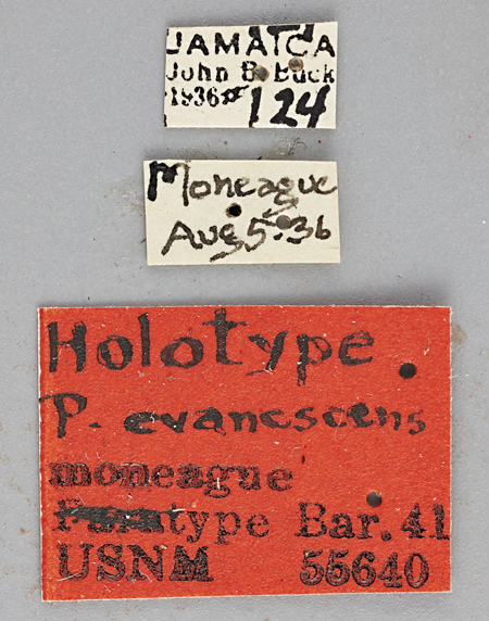 Photinus_evanescens_moneague_holotype_labels.jpg