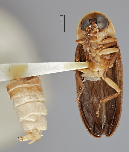 Photinus_evanescens_moneague_holotype_ventral.jpg