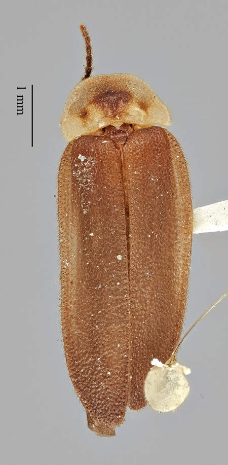 Photinus_evanescens_montego_holotype_dorsal.jpg