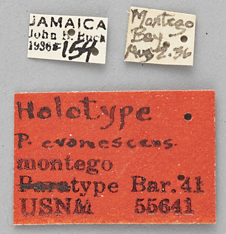 Photinus_evanescens_montego_holotype_labels.jpg