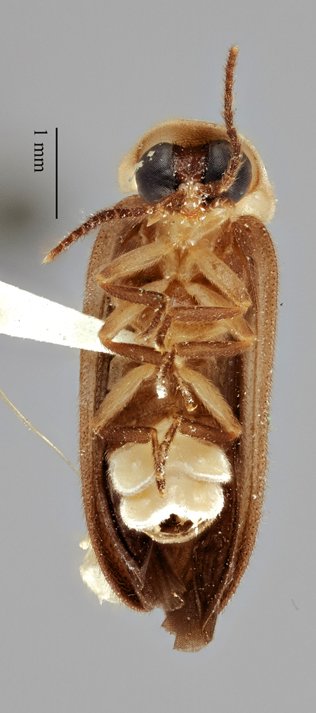 Photinus_evanescens_montego_holotype_ventral.jpg