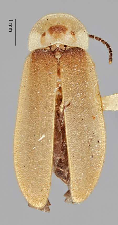 Photinus_gracilobus_holotype_dorsal.jpg