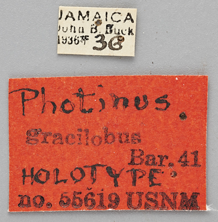 Photinus_gracilobus_holotype_labels.jpg