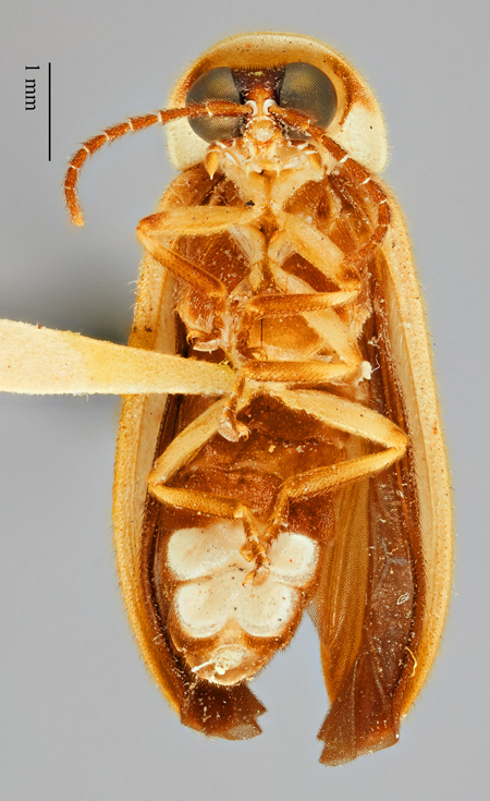 Photinus_gracilobus_holotype_ventral.jpg