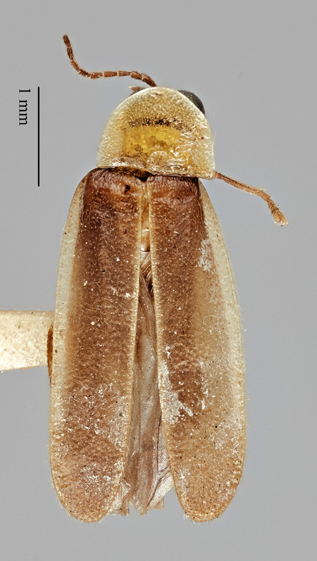 Photinus_harveyi_holotype_dorsal.jpg