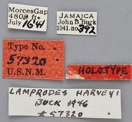 Photinus_harveyi_holotype_labels.jpg