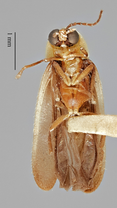 Photinus_harveyi_holotype_ventral.jpg