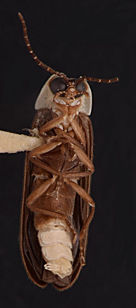 Photinus_lewisi_ventral.jpg