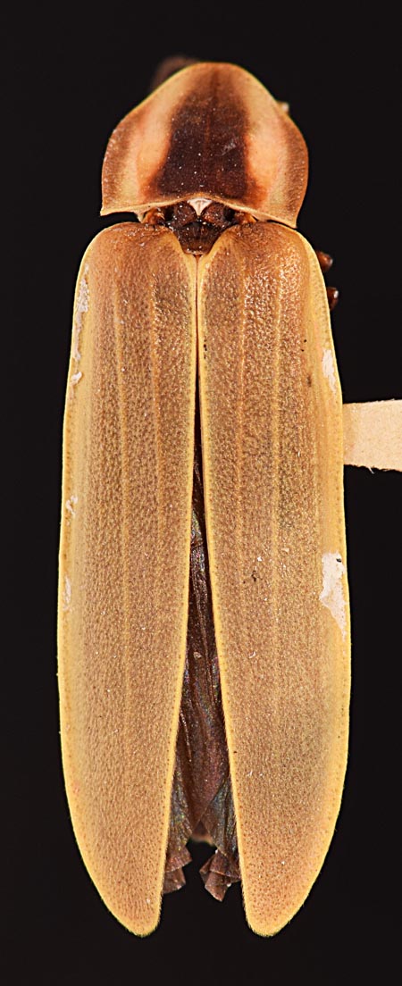 Pyractomena_palustris_dorsal.jpg