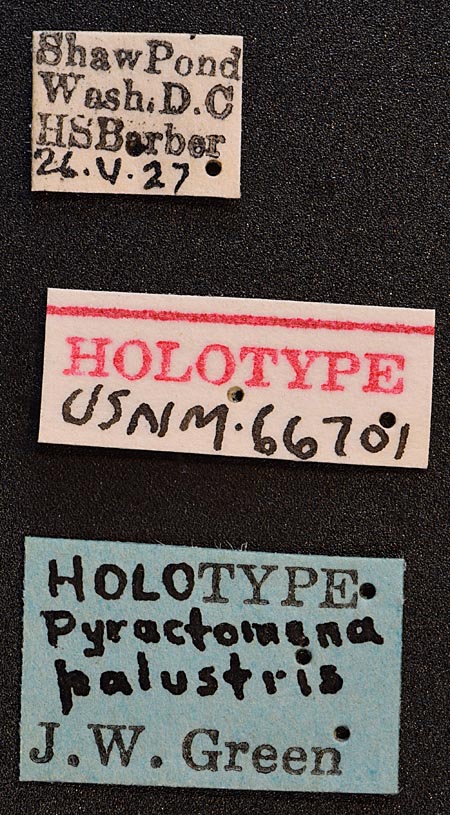 Pyractomena_palustris_labels.jpg